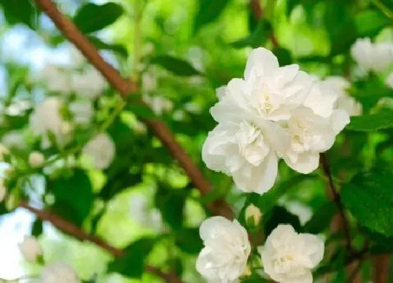 种植土壤|茉莉配土方法与比例种植土壤