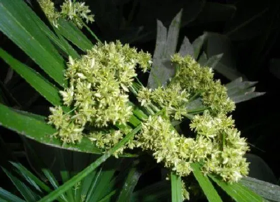 习性特点|散尾葵开花是什么样子 开花是什么兆头