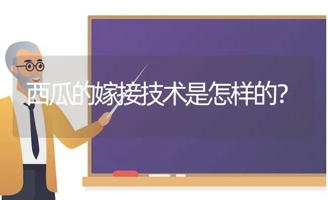 西瓜的嫁接技术是怎样的？ | 瓜果种植