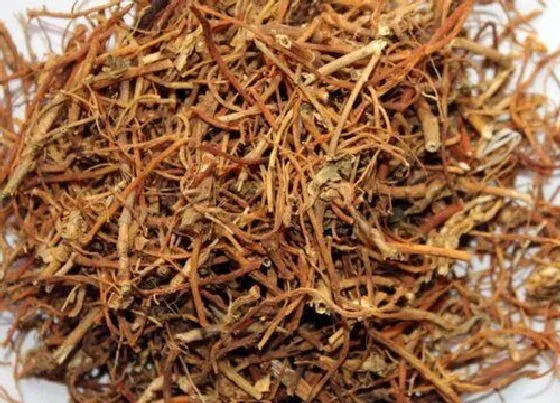 功效常识|龙胆草的功效与作用
