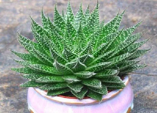 养殖方法|芦荟怎么养殖才能长大（怎样种植芦荟能快速长得又大又肥）