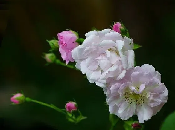 花卉风水|蔷薇花风水寓意与作用 家里摆放蔷薇花风水禁忌