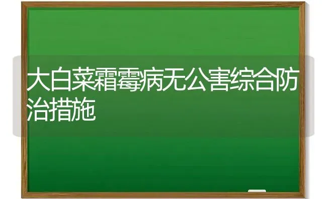 大白菜霜霉病无公害综合防治措施 | 蔬菜种植