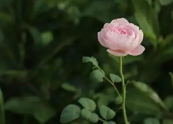 植物浇水|月季开花时能浇水吗