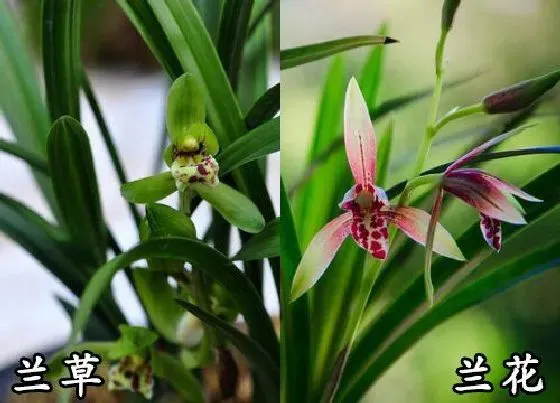 植物种类|兰草和兰花是一种花吗