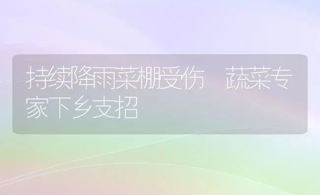 持续降雨菜棚受伤 蔬菜专家下乡支招 | 蔬菜种植