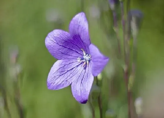 花期|桔梗花期多久时间