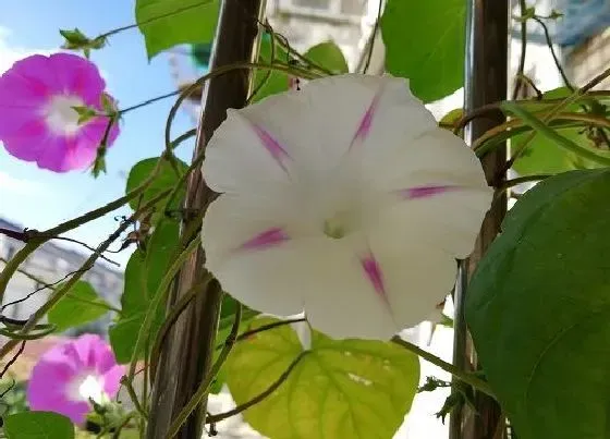 开花时间|牵牛花是什么季节开的花