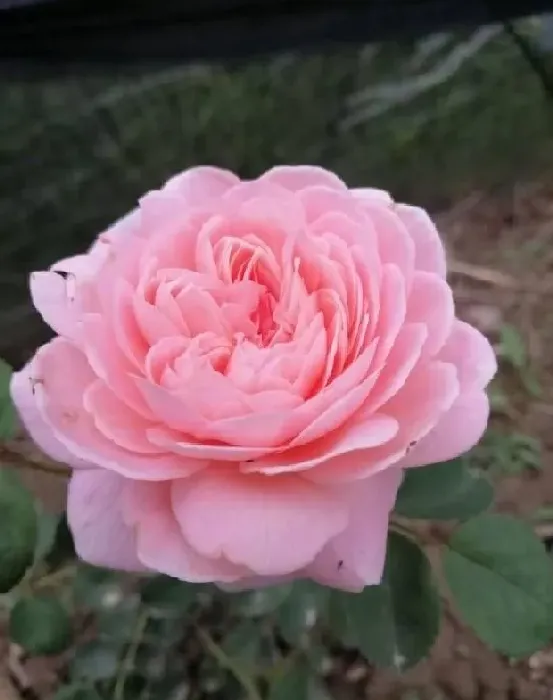 植物百科|瑞典女王月季优缺点及图片（灌木瑞典女王抗病性好花期长）