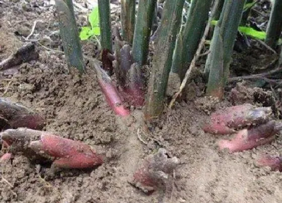 植物百科|洋荷是什么植物