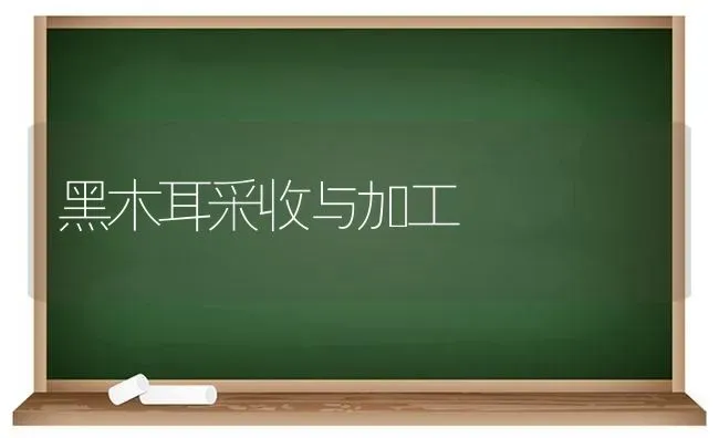 黑木耳采收与加工 | 食用菌种植