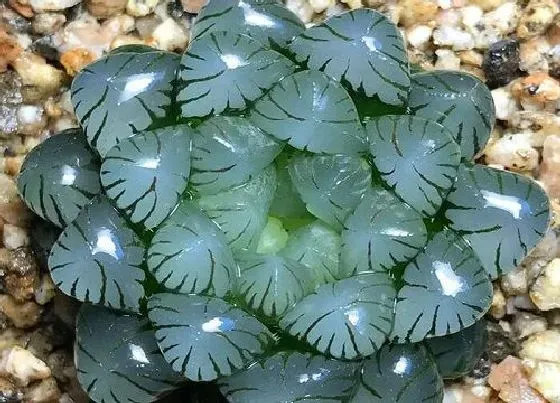 冬天植物|玉露耐冻吗 冬天怕不怕冻