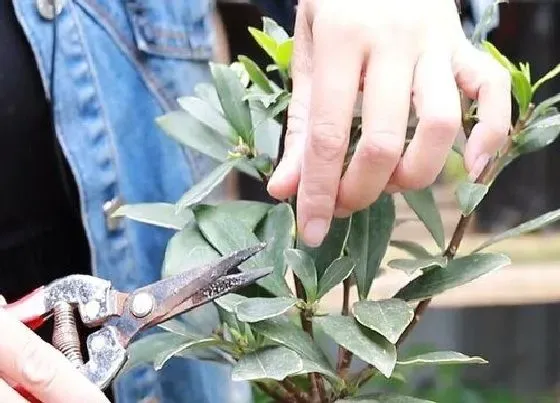 植物修剪|金边瑞香怎么修剪方法