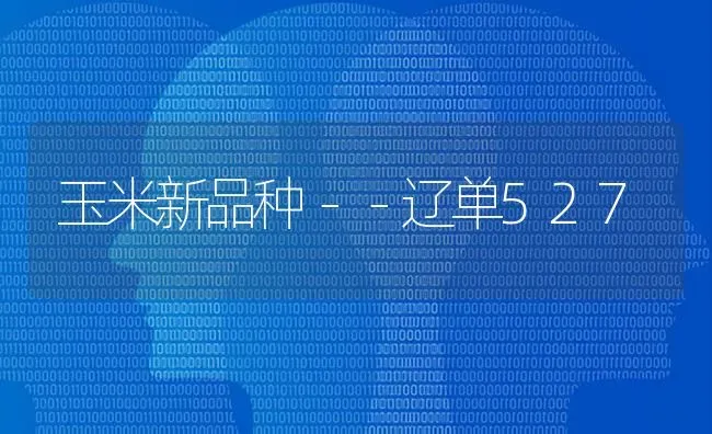 玉米新品种－－辽单527 | 粮油作物种植