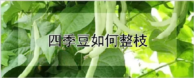 四季豆如何整枝 | 耕种资料