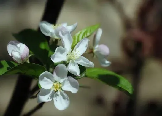 颜色花|冬红果花是什么颜色的