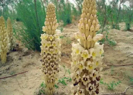 种植管理|肉苁蓉的生长周期是多长时间