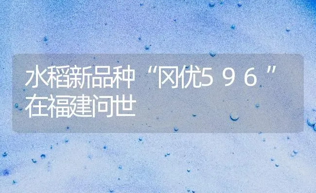 水稻新品种“冈优596”在福建问世 | 粮油作物种植