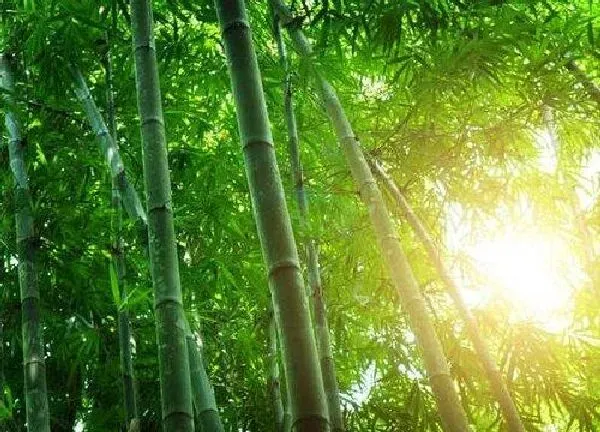 养殖方法|竹子冬天怎么养护