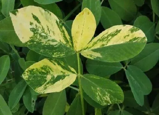 植物病害|花生花叶病症状及防治方法