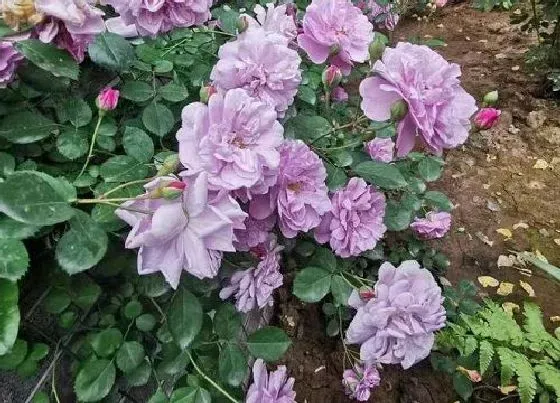 开花时间|蔷薇一年开几次花 花期月份与时间