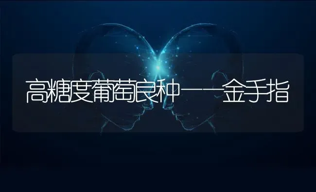 高糖度葡萄良种——金手指 | 瓜果种植