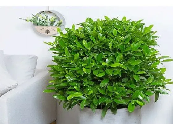 不开花|非洲茉莉为什么不开花