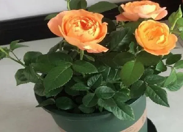 养殖方法|玫瑰花怎么养才能开花多