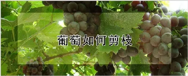 葡萄如何剪枝 | 种植资料