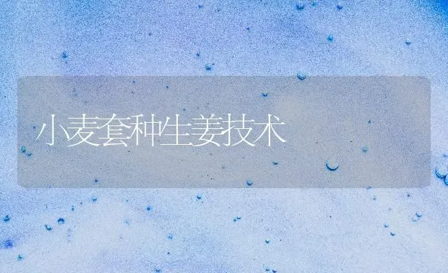 小麦套种生姜技术 | 粮油作物种植
