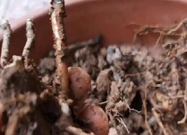 植物扦插|牡丹几月份扦插最好