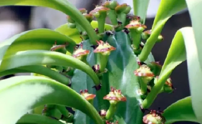 不开花|我家养的龙骨不开花是怎么回事（龙骨花不开花是什么原因）