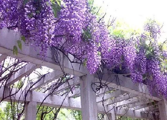 花语|紫藤花代表什么意思