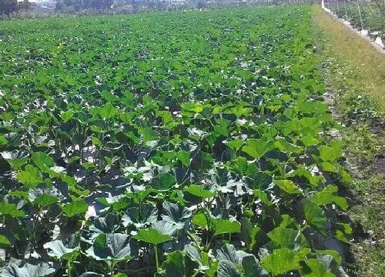 植物施肥|南瓜追肥用什么肥料好