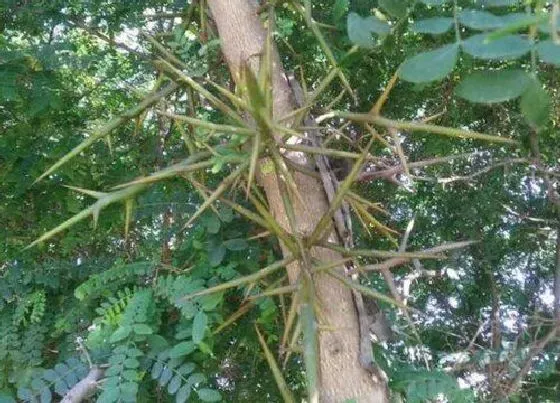 种植位置|皂角树可以种在院子里吗