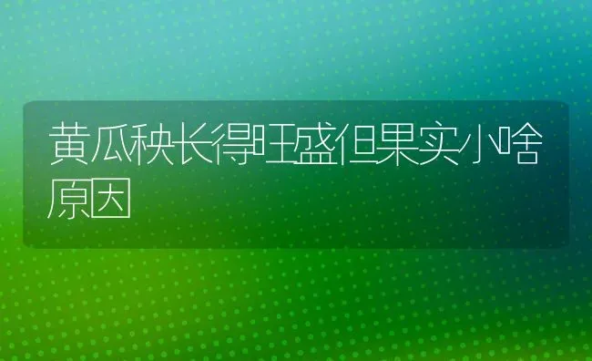 黄瓜秧长得旺盛但果实小啥原因 | 瓜果种植