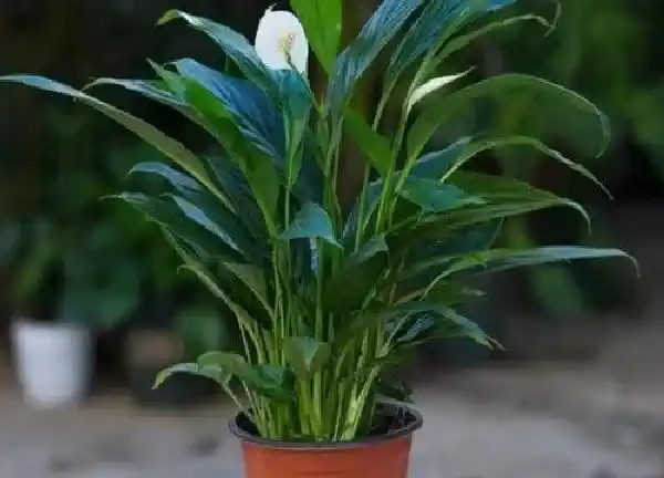 植物移栽|一帆风顺换土怎么换 换盆换土用什么土好