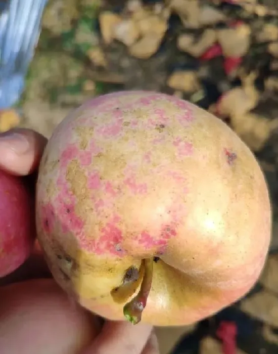 植物病害|苹果的果锈是什么原因引起形成的（果锈发生的原因及对策）