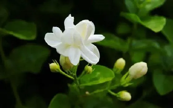 植物百科|茉莉花有种子吗 种子怎么种植