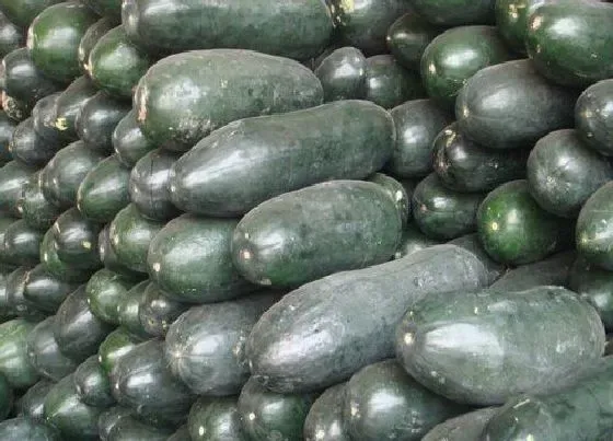 食用常识|冬瓜什么季节吃最好