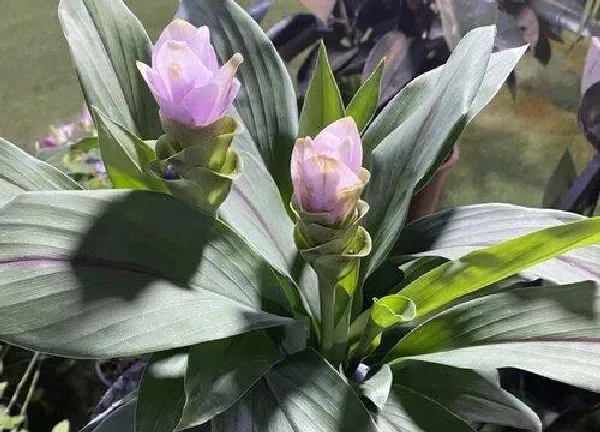 植物浇水|姜荷花浇水要浇透吗 一次浇多少水好
