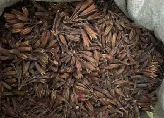 植物百科|杜鹃花有种子吗