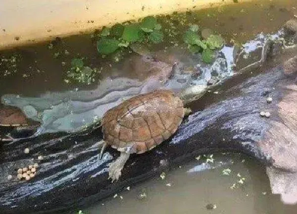 植物浇水|养龟的粪水可以直接浇花吗 养龟水浇花好处