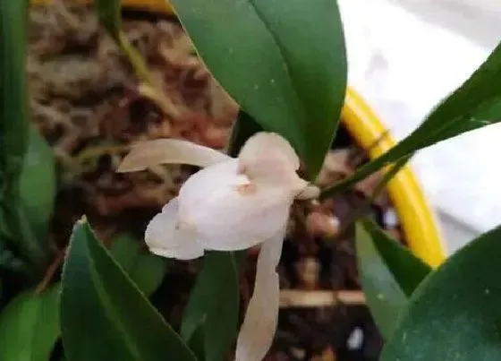 开花时间|兔耳兰什么时候开花 一般几月份开花