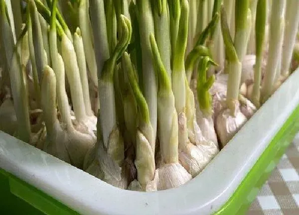 养殖方法|蒜可以水培吗  种蒜水培的方法