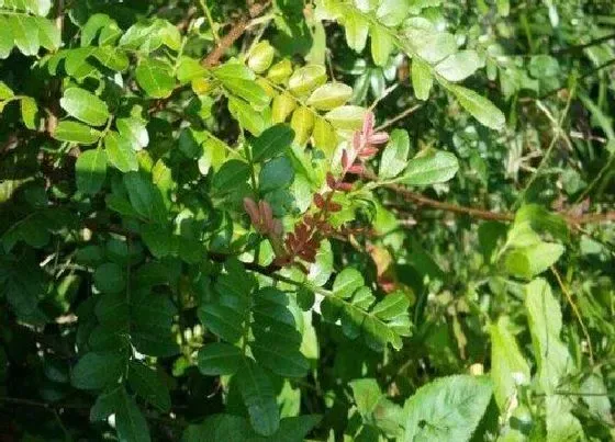 植物百科|紫油树值钱吗 市场价格