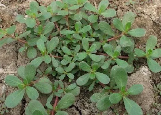 植物百科|马菜又叫什么菜