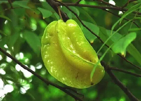 水果科普|杨桃是热带水果吗
