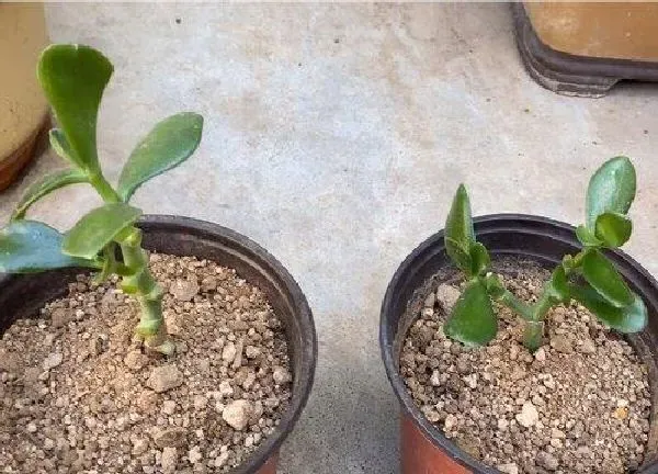 植物扦插|玉树的扦插方法和注意事项 玉树的扦插时间和方法