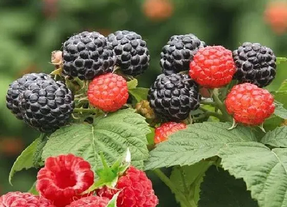 种植管理|树莓几月份种植最好 生长环境及栽种季节